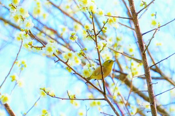 青空を背景に満開の白梅の花の中での枝にとまる可愛いメジロ