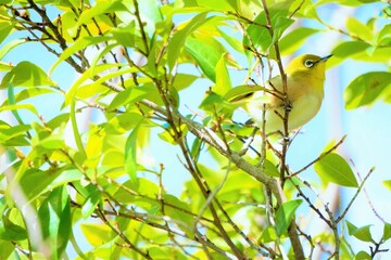青空の下、新緑のカラタネオガタマの木の枝の上で上を見る小鳥、メジロ