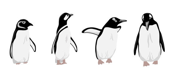 Cute Northern Penguin set. Flat vector illustration isolated on white. Polar animal