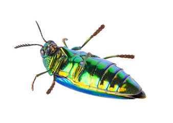 metallic wood-boring beetle on transparent png