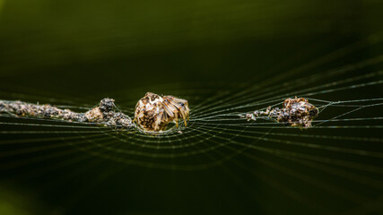 Brown Orb Weaver Spider on web and prey, Wrapping its insect prey in silk with nature background, Selective focus.