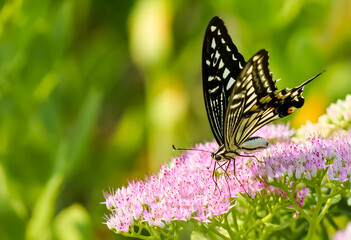 A black and white Eastern Tiger Swallowtail nectaring on purple hylotelephium flower.