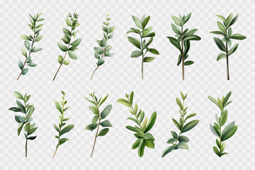 Basil branches 3d. Green stem with leaves. Set of isolated vector elements. Different branches of a fragrant plant. A bush of fresh basil. An ingredient for cooking and decorating food, garden herbs. 