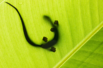Salamander on a green leaf