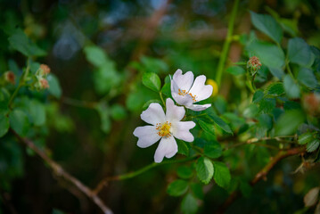 Primavera de hojas y flores  en la temporada de primavera