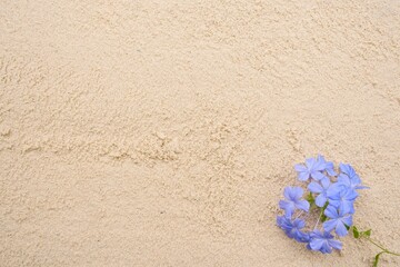 Blue flowers on sand background for  your design.                             