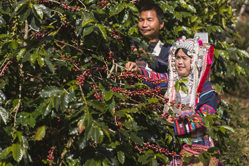 Brazilian Yellow Bourbon coffee fruit beans on brance tree Robusta and arabica coffee berries by agriculturist hands,Worker Harvest arabica coffee berries on its branch, agriculture concept.