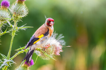 European goldfinch, feeding on the seeds of thistles. Carduelis carduelis.