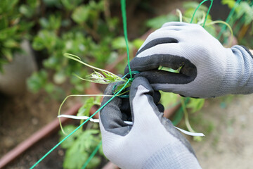 ネットにゴーヤをかける手袋をはめた手。ビニタイで結び留める。グリーンカーテンを作る。ネット張り、つる性植物の栽培