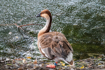 Swan Goose, Anser cygnoides,swiming in lake water