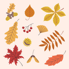 Set of autumn plant elements. Vector illustration of fruits and leaves in autumn colors.