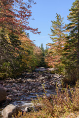 Obraz premium Canadian autumn colorful landscape with a river in the background.