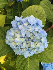blue flowers gather like a butterfly