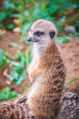Meerkat, Suricata suricatta, on hind legs. Portrait of meerkat standing on hind legs with alert expression. Portrait of a funny meerkat sitting on its hind legs.