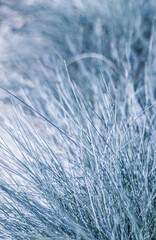 Blurred autumn background. Soft focus ornamental grass Blue Fescue with water drop.