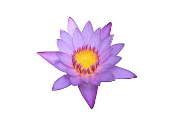 Blue lotus flower. purple color water lily, known as nymphaea nouchali/stellata isolated