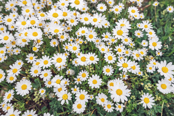 Chamomile flowers on a meadow outdoors
