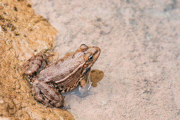Brown frog sitting in a water of lake or pond