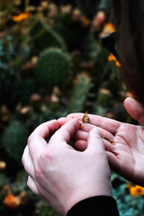 hands holding a bunch of cactus flowers