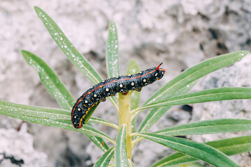 sphingidae caterpillar on a green leaves