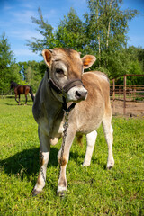 Obraz premium A small red bull is standing in a meadow near the farm.