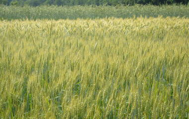 Field with ripening ears of rye with selective focus