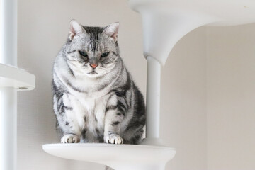 キャットタワー上の太った猫アメリカンショートヘアシルバータビー