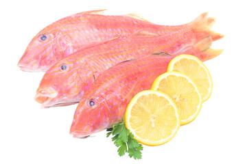 Red mullet isolated fish on white background