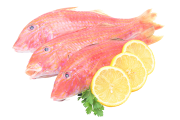 Red mullet isolated fish on white background