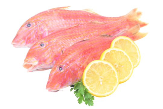 Red mullet isolated fish on white background