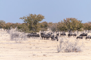 Fototapeta premium Telephoto shot of a herd of blue wildebeest - Connochaetes taurinus- trekking across the plains of Etosha national Park, Namibia.