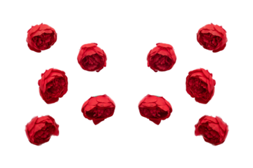 Red rose on red background