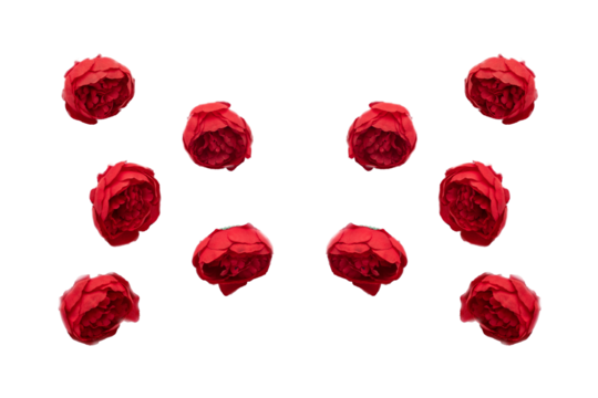 Red rose on red background