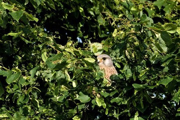 Falco tinnunculus aka commont kestrel is sitting hidden in the tree. Very nice coloured bird of prey, quite common in Czech republic. Tiger pattern coloured body. 