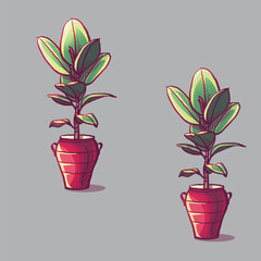 Potted ficus elastic in a red flower vase