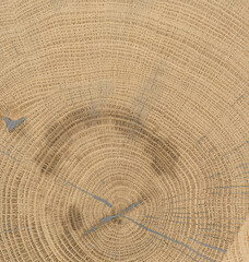 Fototapeta premium cut tree with growth ring
