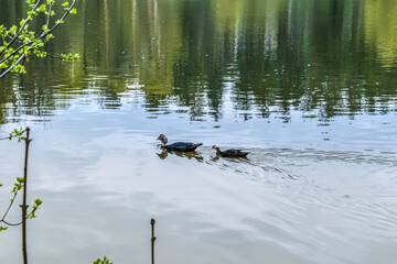 A pair of black Muscovy ducks swim in a pond that reflects the trees and the sky. Male drake and female duck on the background of a water mirror surface