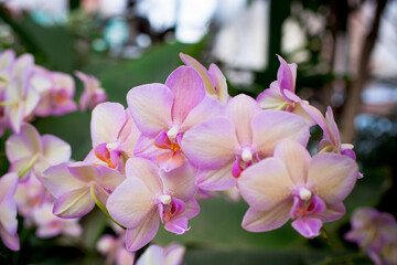 Fototapeta na wymiar Pink Orchid Flowers