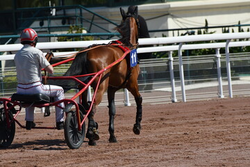 course de chevaux en trot attelé