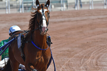 Fototapeta premium tête de cheval de course