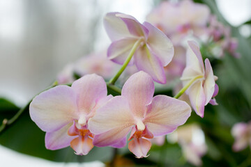Fototapeta na wymiar Pink Orchid Flowers