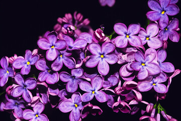 purple flowers on a dark background 