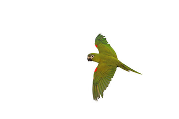 Hahn macaw parrot flying isolated on transparent background png file	