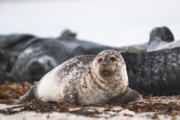 sea seal lies on a beach in Germany