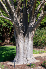 Tree Aloe (Aloidendron barberae)