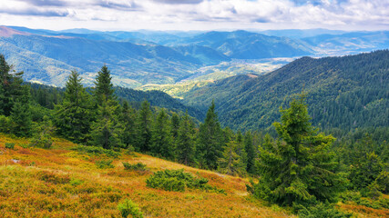 trees on the grassy hill. mountainous carpathian countryside in early autumn. sunny day with clouds on the sky