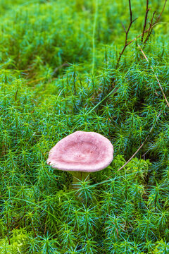 Mushroom in green moss on the forest floor