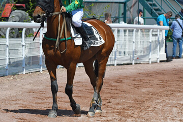 Obraz premium course de chevaux en trot monté