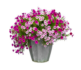 Colorful pink and purple petunia flower pot in rustic pot isolated on white background for house decoration and design purpose