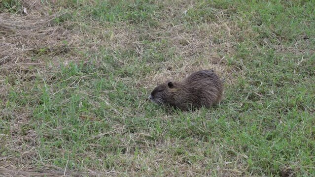 NUTRIA PIANURA PADANA